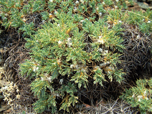 Astragalus echinus var chinistrae