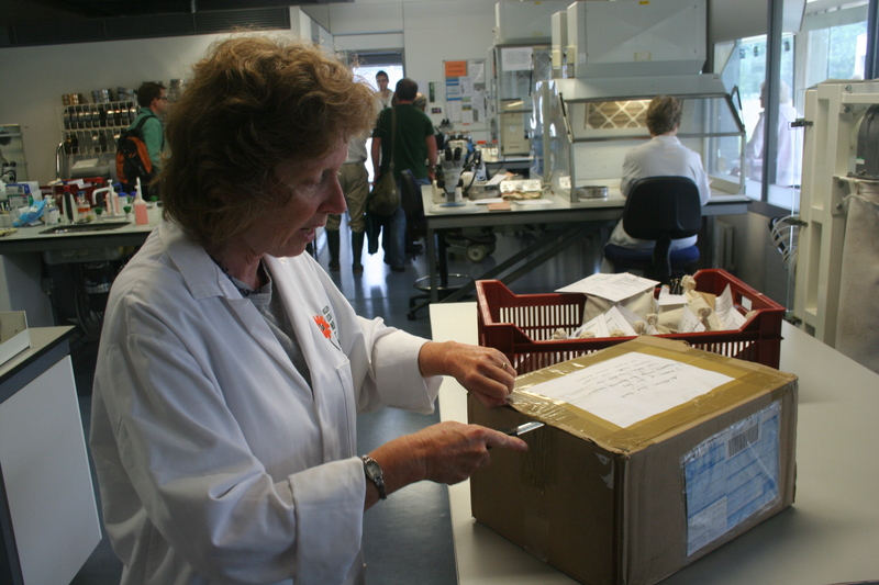 Opening the first batch from Corsica in the Millenium Seed Bank