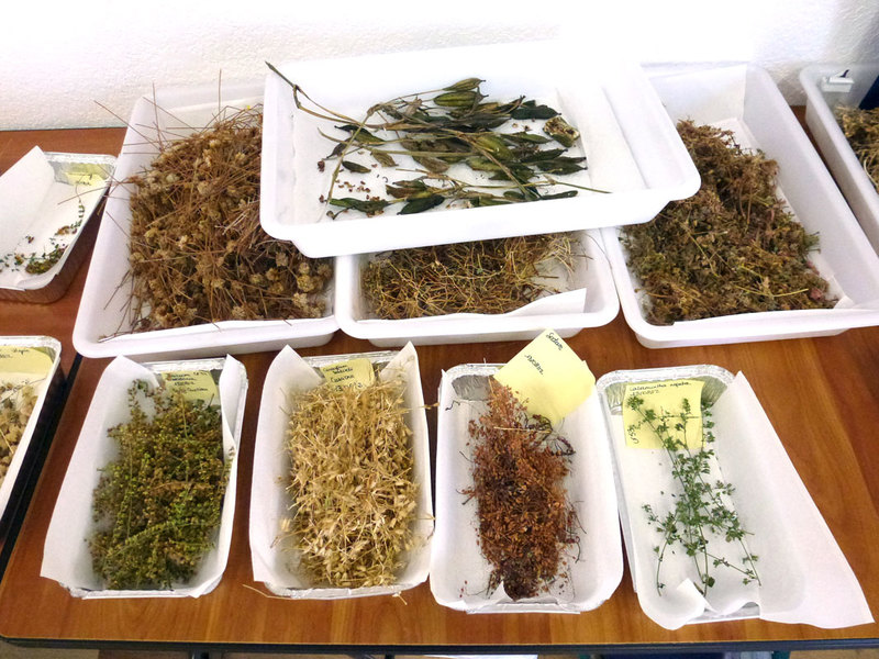 Plant material before curation process. (Photo: C. Flavier)