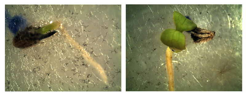 Photo 3 & 4: Eryngium glomeratum. (Photo: C. Nikiforou)