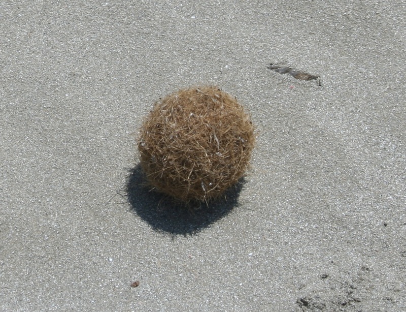 Detail of a Neptune Grass ball (Photo: T. Gil)