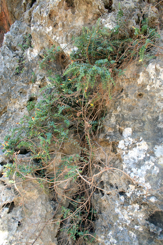 Hypericum aegypticum subsp. webbii 
